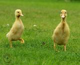 Indian Runner Ducklings 9W029D-020